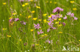 Echte koekoeksbloem (Lychnis flos-cuculi)