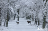 Red Deer (Cervus elaphus)