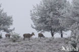 Red Deer (Cervus elaphus)