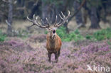 Red Deer (Cervus elaphus)