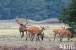Red Deer (Cervus elaphus)