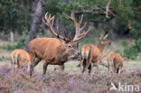 Red Deer (Cervus elaphus)