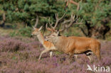 Red Deer (Cervus elaphus)
