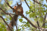 Eekhoorn (Sciurus vulgaris)