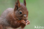 Red Squirrel (Sciurus vulgaris)