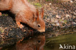 Red Squirrel (Sciurus vulgaris)