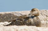 Eider (Somateria mollissima)