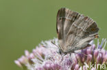 Purple Hairstreak (Neozephyrus quercus)