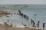 Etosha National park