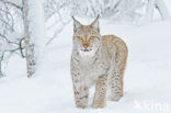 Euraziatische lynx (Lynx lynx) 