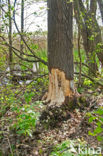 Europese bever (Castor fiber) 