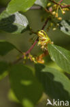 Europese boomkikker (Hyla arborea) 