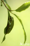 European Tree Frog (Hyla arborea)