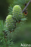 Europese lork (Larix decidua)