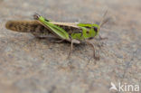 Europese treksprinkhaan (Locusta migratoria) 