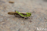 Europese treksprinkhaan (Locusta migratoria) 