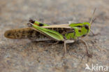 Europese treksprinkhaan (Locusta migratoria) 