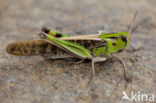 migratory locust (Locusta migratoria)