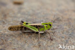 Europese treksprinkhaan (Locusta migratoria) 