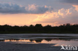 Everglades