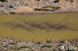 Fish River Canyon