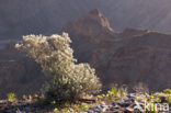 Fish River Canyon