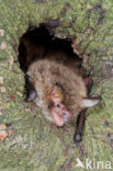 Franjestaart (Myotis nattereri) 