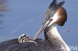 Great Crested Grebe (Podiceps cristatus)