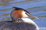 Great Crested Grebe (Podiceps cristatus)