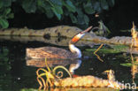 Great Crested Grebe (Podiceps cristatus)