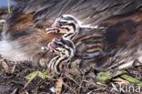 Great Crested Grebe (Podiceps cristatus)