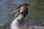 Great Crested Grebe (Podiceps cristatus)