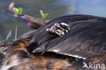 Great Crested Grebe (Podiceps cristatus)