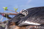 Great Crested Grebe (Podiceps cristatus)