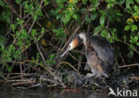 Great Crested Grebe (Podiceps cristatus)