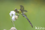 Gaffellibel (Ophiogomphus cecilia)