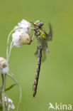 Gaffellibel (Ophiogomphus cecilia)