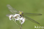 Gaffellibel (Ophiogomphus cecilia)