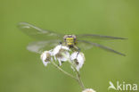 Gaffellibel (Ophiogomphus cecilia)