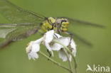 Gaffellibel (Ophiogomphus cecilia)