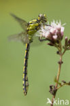 Gaffellibel (Ophiogomphus cecilia)