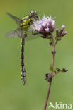 Gaffellibel (Ophiogomphus cecilia)