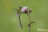 Gaffellibel (Ophiogomphus cecilia)