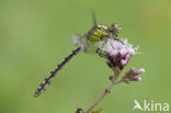 Gaffellibel (Ophiogomphus cecilia)