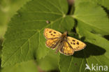 Northern Checkered Skipper (Carterocephalus silvicolus)
