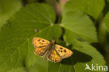 Northern Checkered Skipper (Carterocephalus silvicolus)