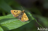 Northern Checkered Skipper (Carterocephalus silvicolus)