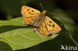 Northern Checkered Skipper (Carterocephalus silvicolus)