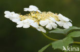 Gelderse roos (Viburnum opulus)