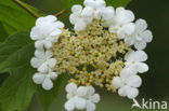 Gelderse roos (Viburnum opulus)